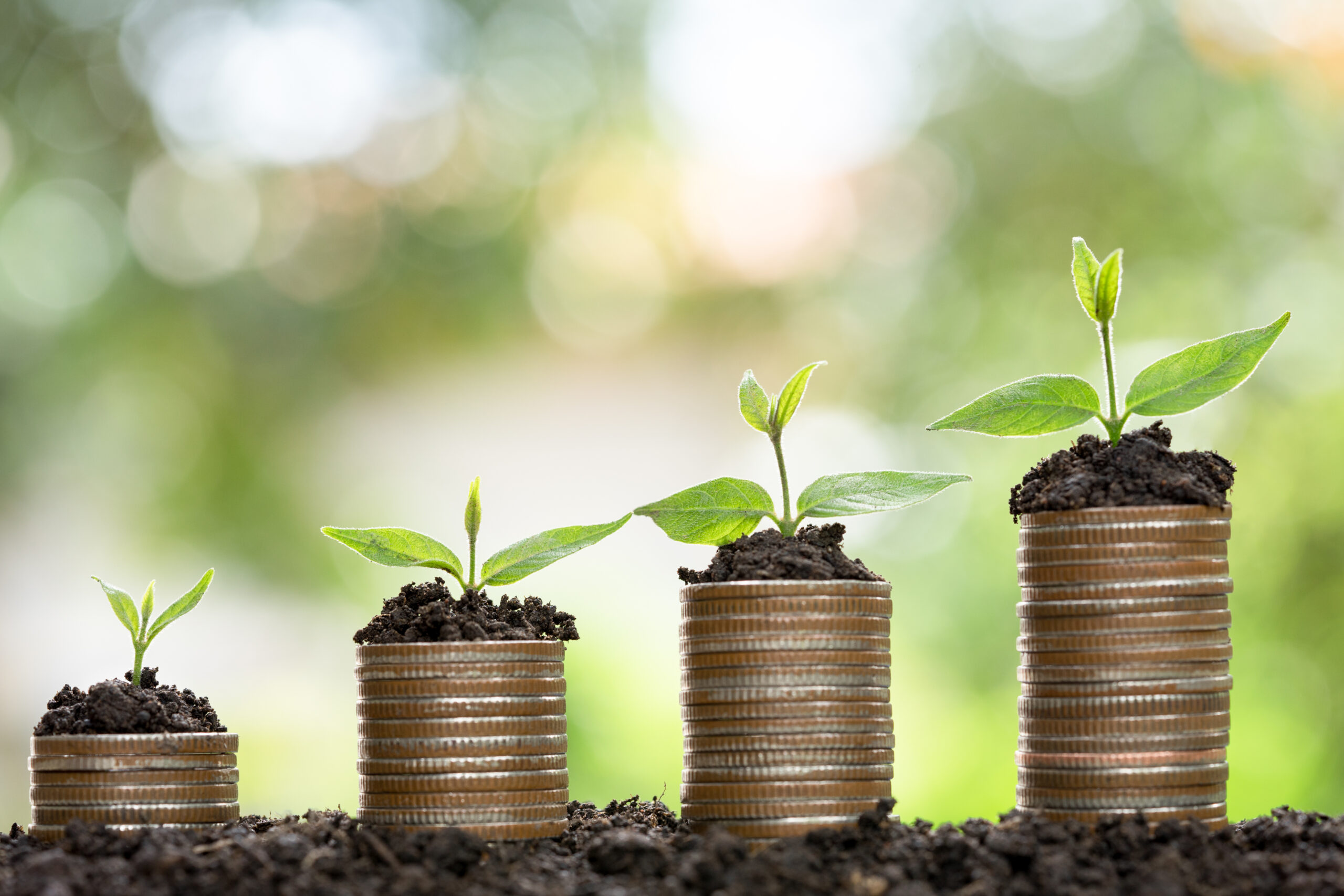 Money growing concept,Business success concept, Tree growing on pile of coins money